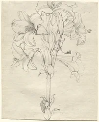A Stalk of Lilies with Six Blooms